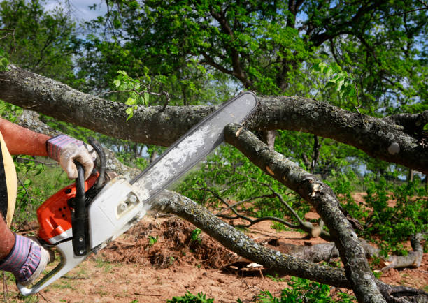 Best Hazardous Tree Removal  in Churubusco, IN